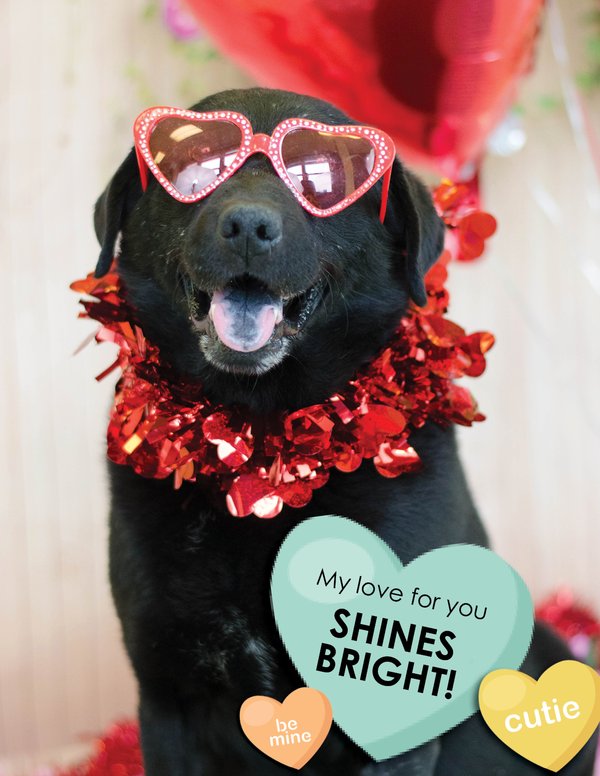 Valentine's Day cards from PSPCA