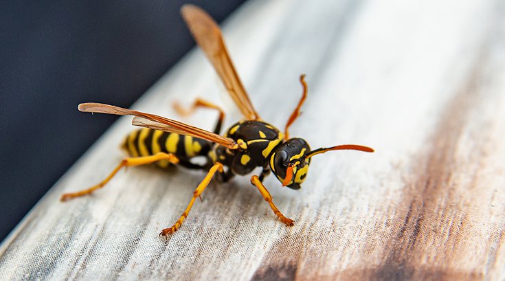 Wasp Venom Penn