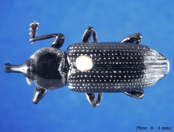 Weevil Wilmington