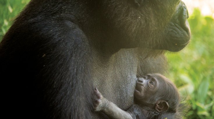 newborn baby gorilla