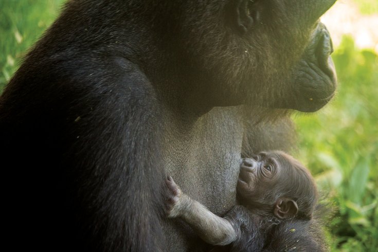 newborn baby gorilla