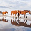 Limited - Corolla Outer Banks - Horses