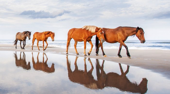Limited - Corolla Outer Banks - Horses