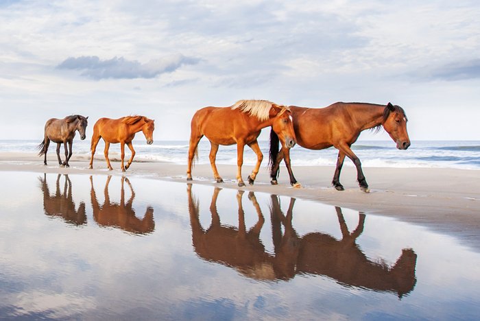 Outer Banks, North Carolina: Lighthouse, Horses and Golden Beaches