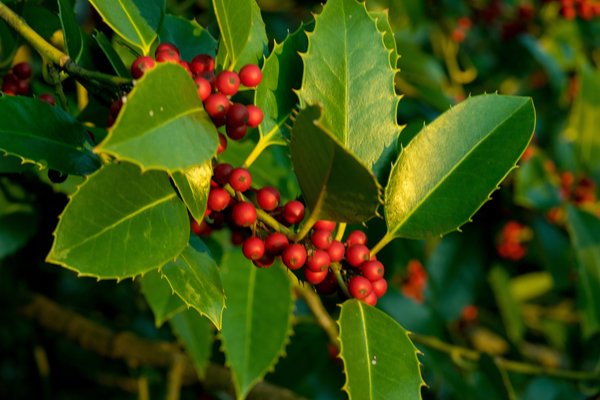 Winter Greenery Tour at Morris Arboretum