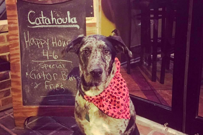 Catahoula Philly's Yappy Hour
