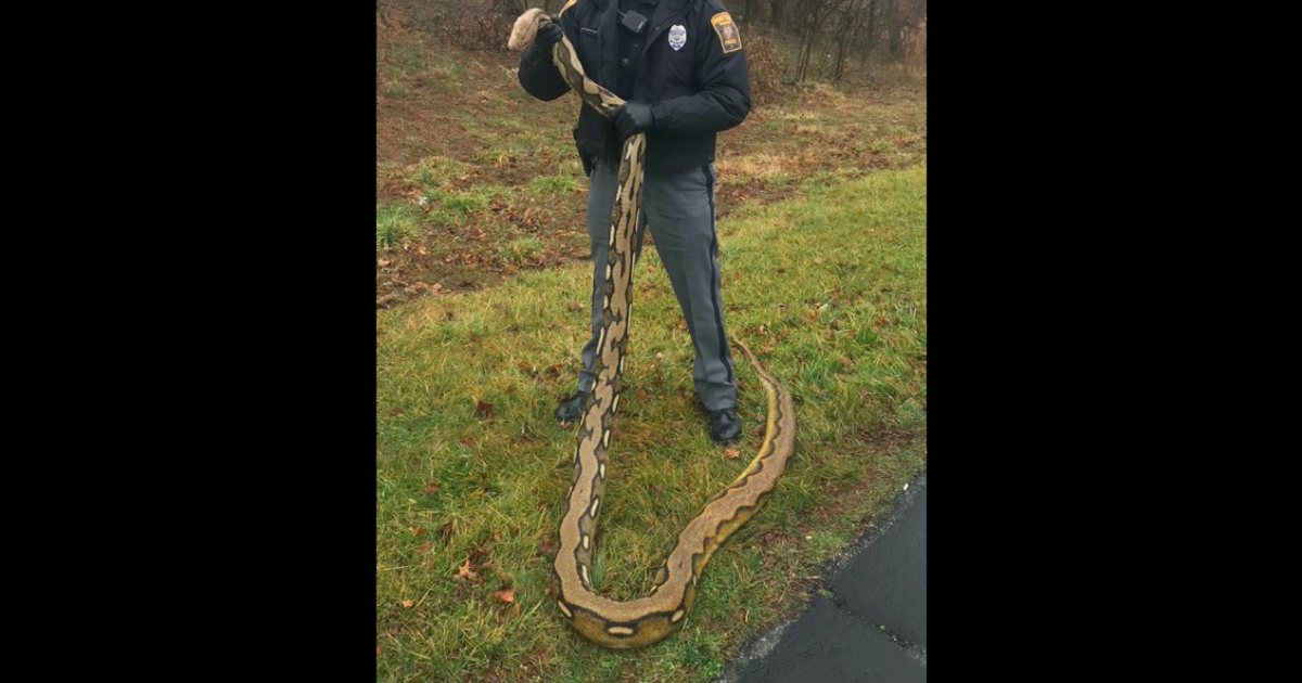 Park rangers pull 10-foot snake from toilet - ABC7 Chicago