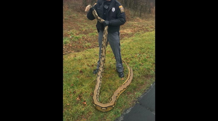 Python York County 