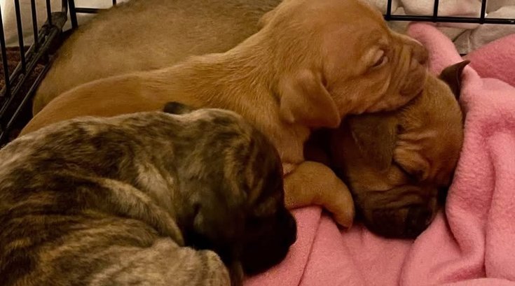 Abandonded puppies garage