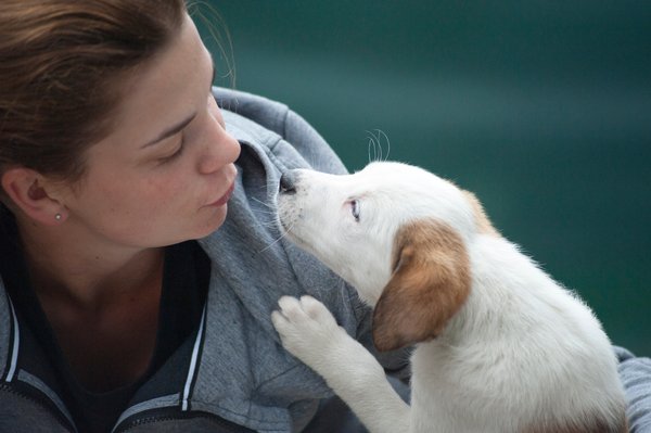 puppy with person