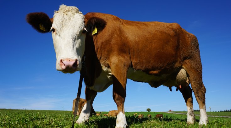 Cow