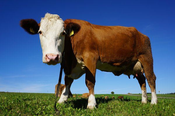 Cow