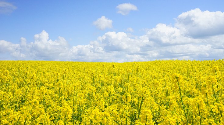 Pollen in Spring 