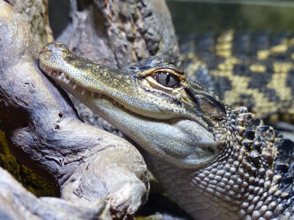 Alligator with a grin