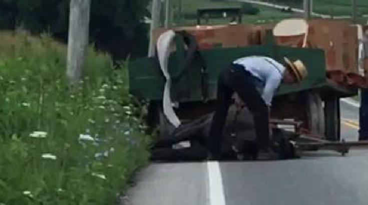 amish cruelty to animals 2