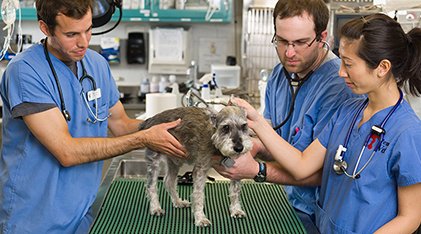Penn Vet