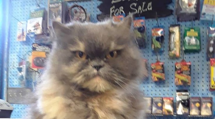 Ashes the cat 2.18