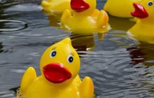 Limited - Rubber Duck Race AWE