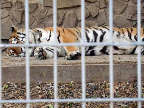 Lawsuit: 'Deprived' conditions for endangered animals at Pennsylvania zoo |  PhillyVoice