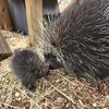 Elmwood Zoo porcupine