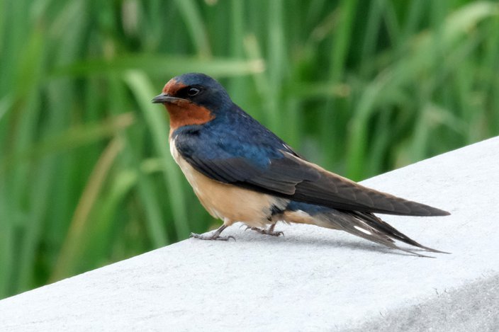 Limited - AWE Barn Swallow