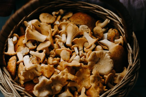 Cookbook gets recalled for raw morels recipe
