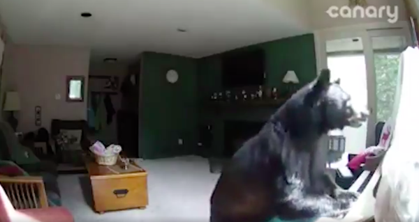 bear piano