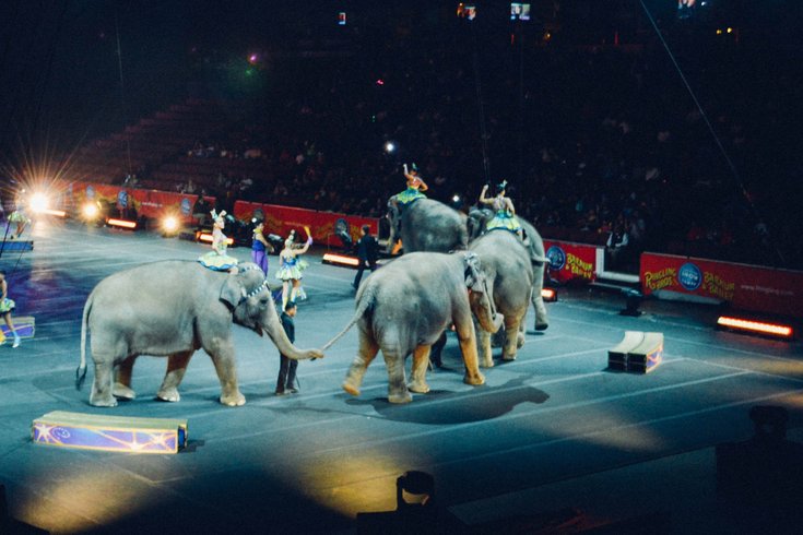 Circus elephant ban