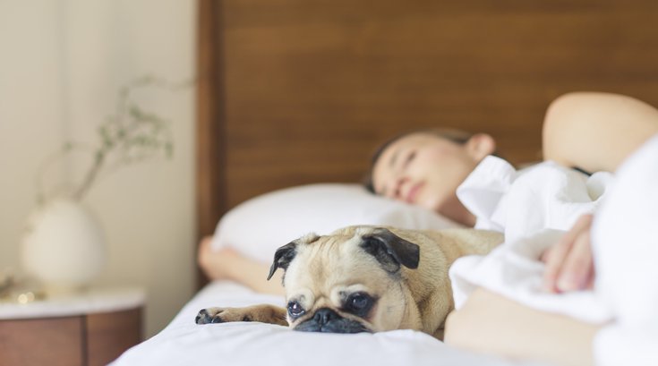 Dog sleeping in bed with woman