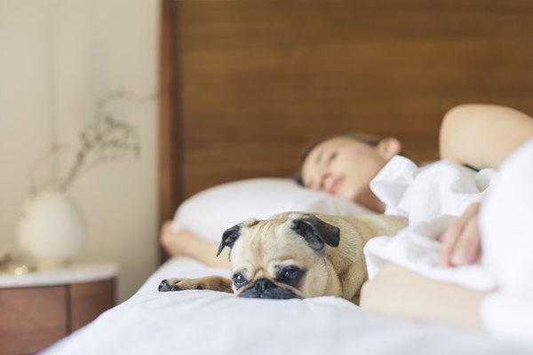 Dog sleeping in bed with woman