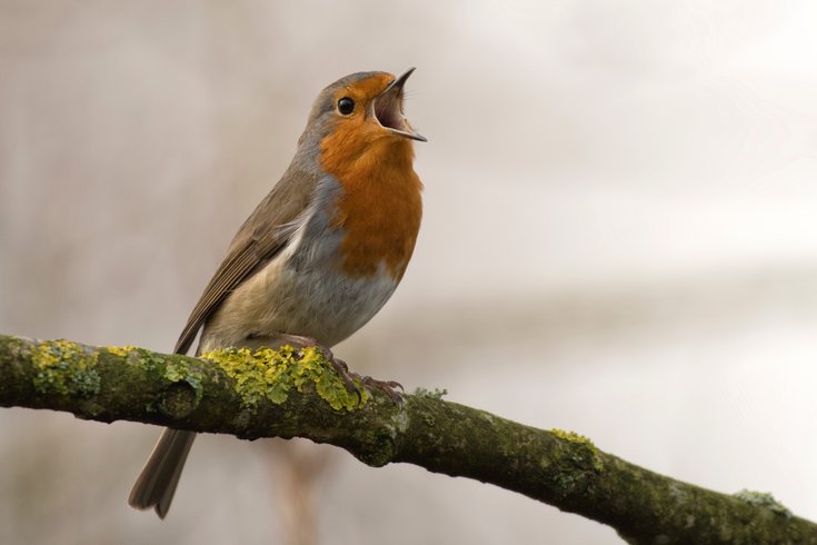 Bird in spinach