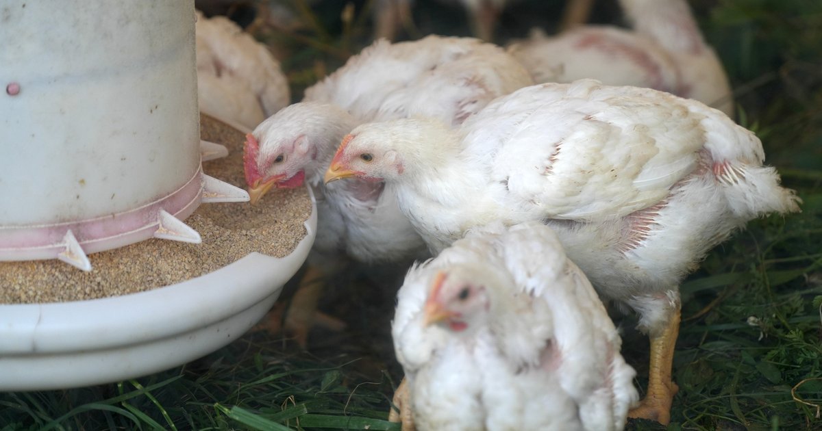 Pennsylvania deploys more resources to combat avian flu outbreaks at poultry farms
