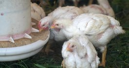 Bird flu chickens PA