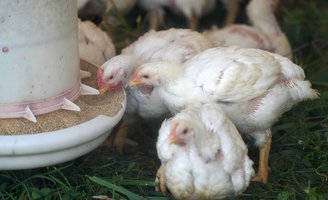 Bird flu chickens PA