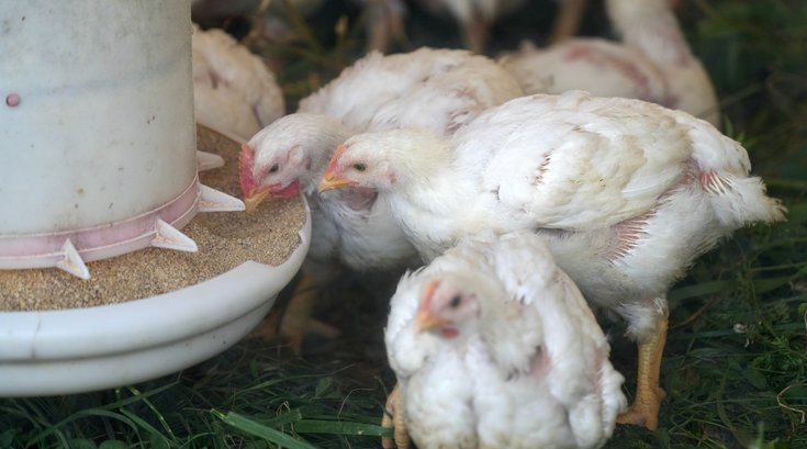 Bird flu chickens PA