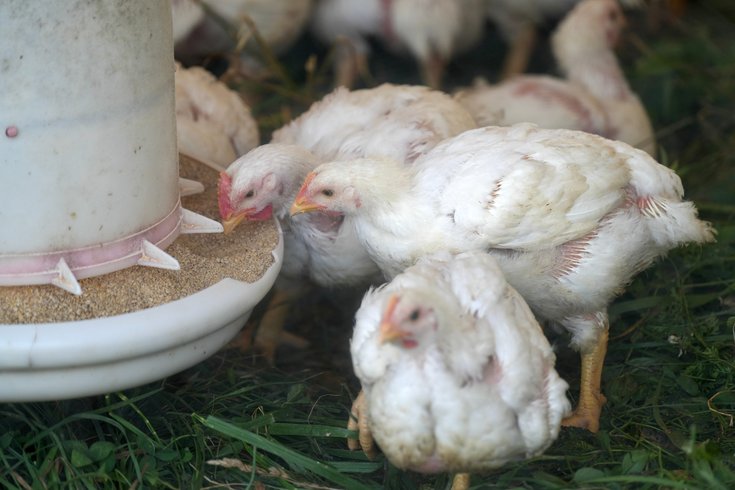 Bird flu chickens PA