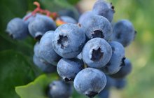 Limited - Visit NJ Blueberry