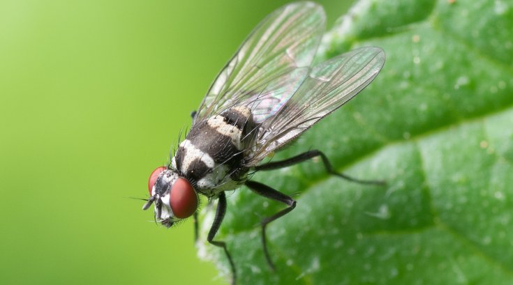Flies