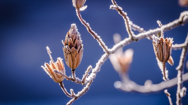 Frost