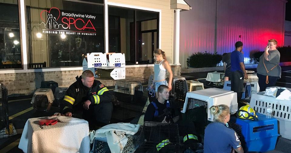 Driver dead following SUV crash into Delaware animal shelter PhillyVoice