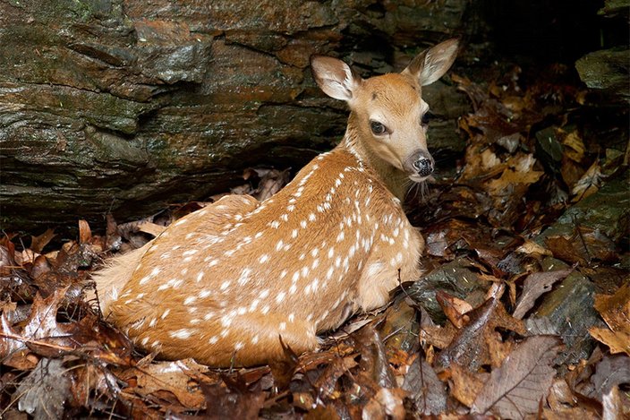 Limited - Bushkill Falls - Nature