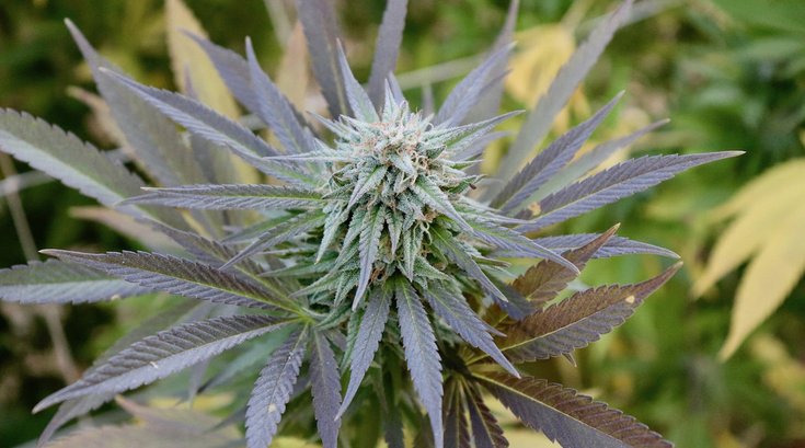 cannabis-causes-brain-aging-flickr