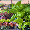 Carlisle Plant Sale