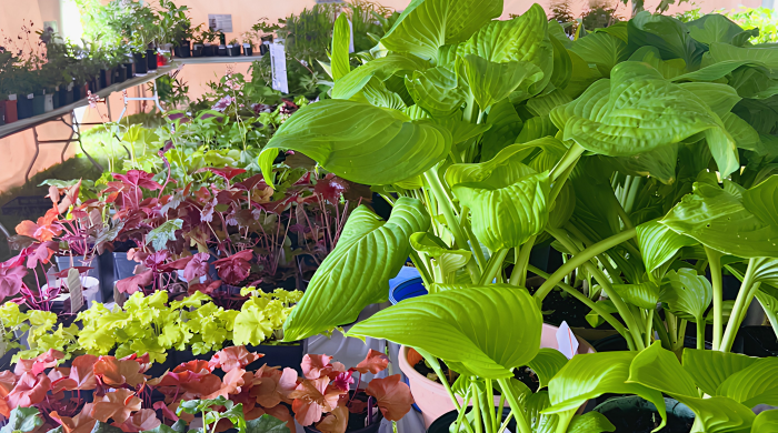 Carlisle Plant Sale