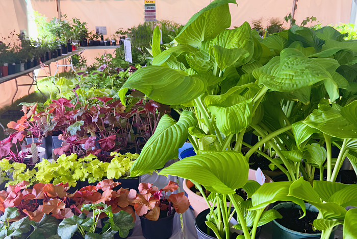 Carlisle Plant Sale