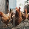 Euthanize chickens pennsylvania farmers