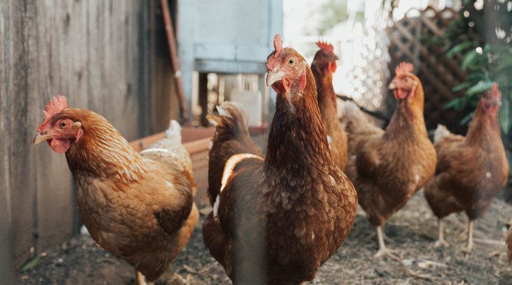 Euthanize chickens pennsylvania farmers