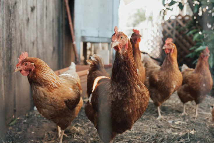 Euthanize chickens pennsylvania farmers