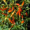 Chili peppers reduces risk of death
