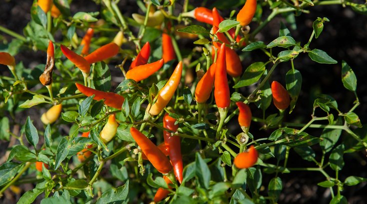 Chili peppers reduces risk of death